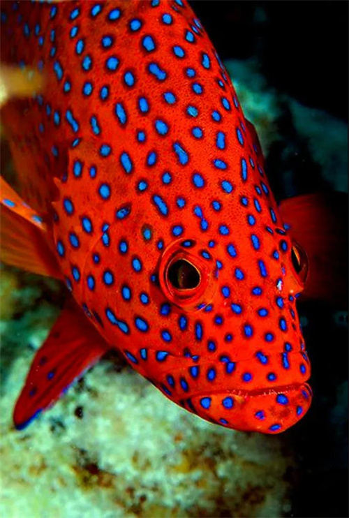 热带鱼的奇妙配色之旅